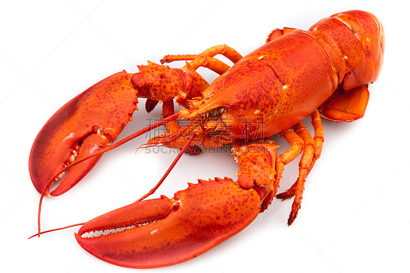龙虾,饮食,水平画幅,无人,全身像,海产,背景分离,红色,甲壳动物,清新