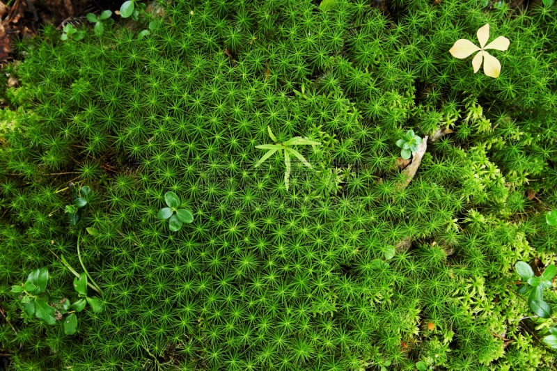 苔藓,小的,植物群,巨大的,绿色,水平画幅,毡灌木,无人,绿霉病,特写