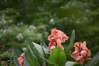 红色,无人,德里动物园,图像,水平画幅,印度,花,插花,摄影