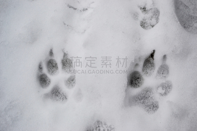 爪印,雪,冬天,狗,寒冷,动物留下的痕迹,水平画幅,爪子,动物身体部位,户外