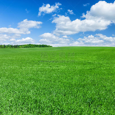 草地,天空,蓝色,春天,方形画幅,地形,草坪,草,无人,森林