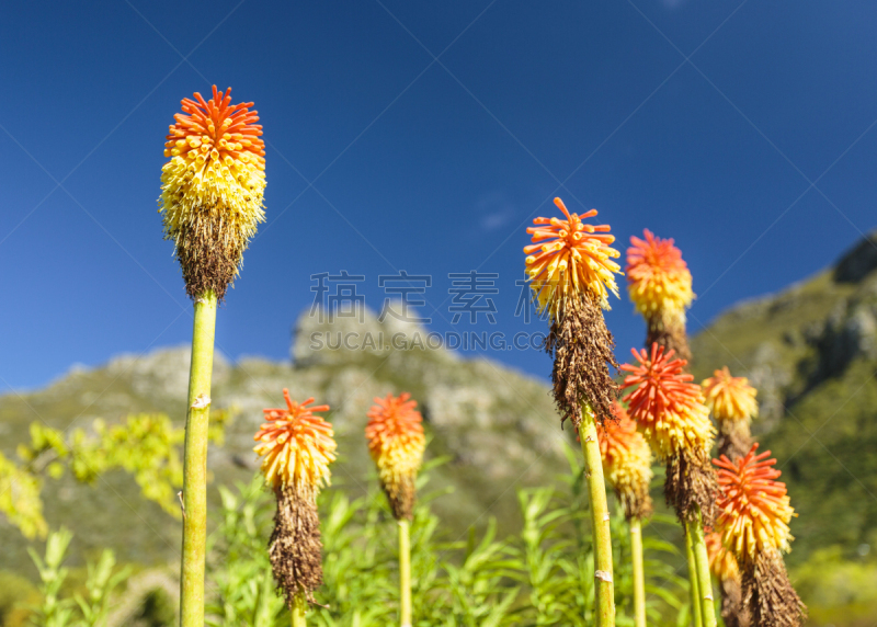 火把百合,南非桌山,前面,尔斯滕博什植物园,开普敦,选择对焦,天空,水平画幅,高视角,无人