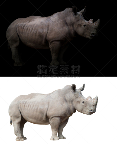 犀牛,白色背景,黑色,白犀牛,垂直画幅,野生动物,灰色,夜晚,无人,巨大的