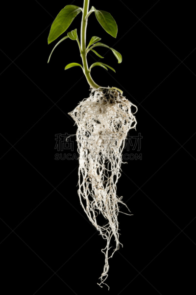 根部,垂直画幅,绿色,枝繁叶茂,无人,重新造林,叶脉,黑色,树苗,植物