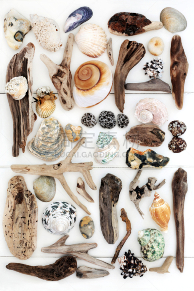 艺术,海滩,抽象,抽象拼贴画,珠母,海蛤,浮木,化石,贻贝,蒙太奇