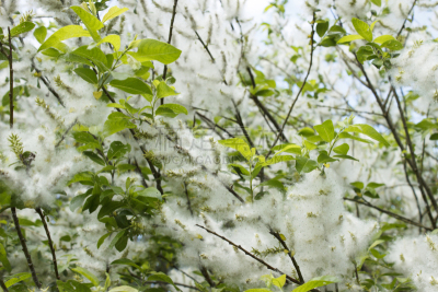 柳树,枯草热,花朵,天空,水平画幅,枝繁叶茂,无人,夏天,户外,光