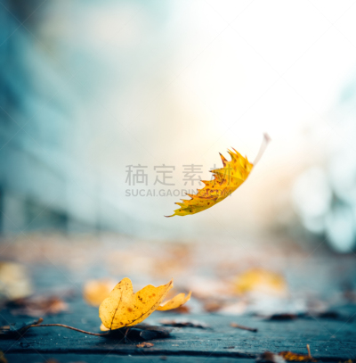 秋天,叶子,橡树叶,垂直画幅,留白,公园,枝繁叶茂,无人,湿,早晨