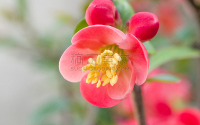 枝,红色,春天,花朵,组图,换尿布,美,芳香的,水平画幅,枝繁叶茂