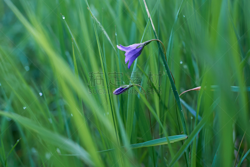 bell Flower in grass