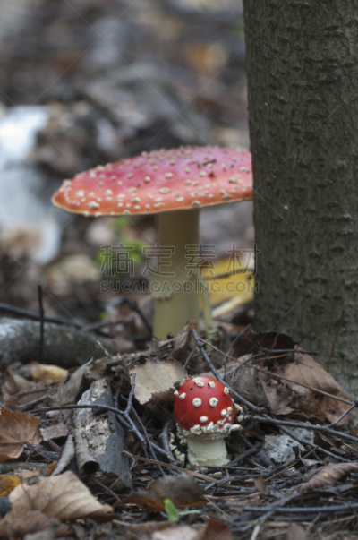蘑菇,毒蘑菇,自然,垂直画幅,无人,有毒生物体,苔藓,毒蝇菇,健康保健,户外
