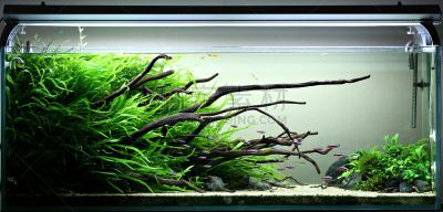 水生植物,自然,鱼缸,水平画幅,无人,全景,鱼类,业余爱好,摄影
