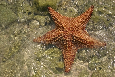 伯利兹,海星,水,加勒比海,礁石,巴哈马国,热,非凡的,水晶,海洋生命
