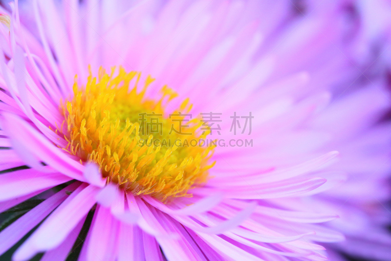 Bushy Aster,紫苑,纽约州,选择对焦,芳香的,水平画幅,无人,化妆用品,特写,生长