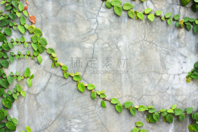 爬行无花果,水平画幅,绿色,墙,无人,2015年,水泥,叶子,摄影,树