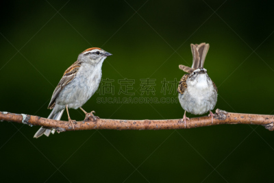 chipping sparrow,褐色,水平画幅,无人,鸟类,动物习性,野外动物,户外,图像,北美歌雀