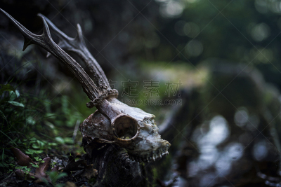 热带雨林,颅骨,鹿,暗色,秘密,湿,多样,热带气候,环境,枝繁叶茂