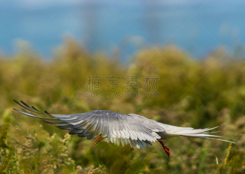 北极燕鸥,水,水平画幅,鸟类,领土行为,动物身体部位,户外,白色,钓鱼,捕食