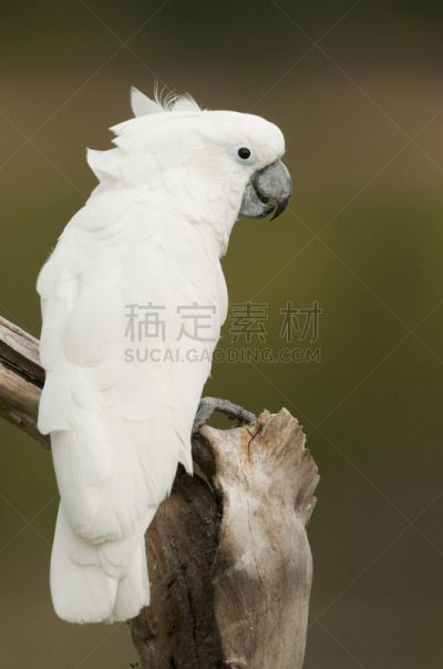 美冠鹦鹉,白伞膜凤头鹦鹉,遮阳伞,垂直画幅,智慧,鸟类,动物杂技,特写,非凡的,白色