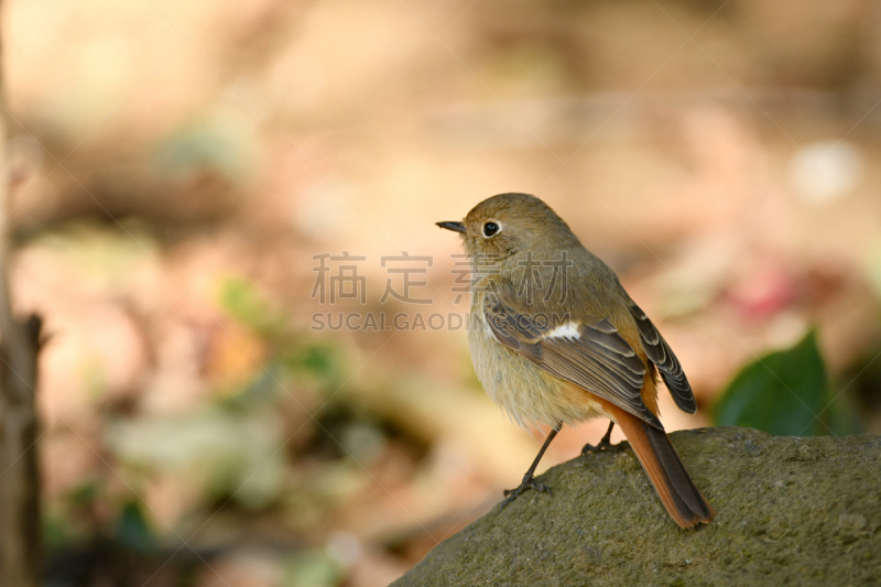 北红尾鸲,雌性动物,京燕,自然,空白的,留白,褐色,水平画幅,小的,可爱的