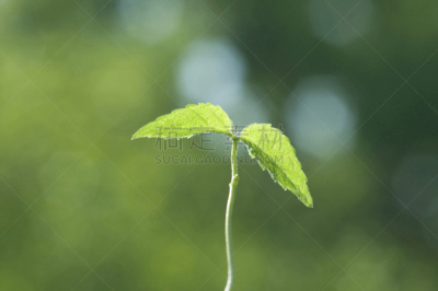 自然,水平画幅,绿色,秧苗,无人,日本,春天,植物,新生活,环境