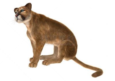 白色,彪马,三维图形,大型猫科动物,自然,野生猫科动物,猎人,野生动物,毛皮,水平画幅