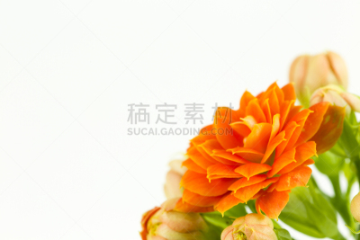 分离着色,自然美,高凉菜属,白色背景,手部骨骼,萼片,雄蕊,自然,留白,水平画幅