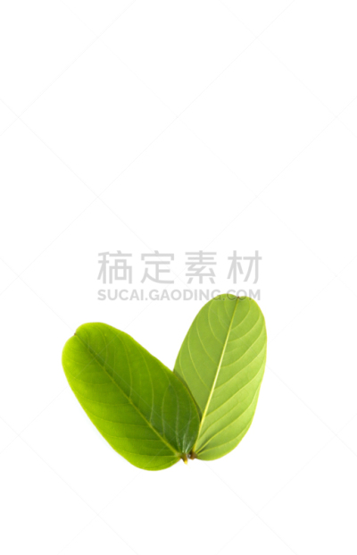 癣菌,灌木,叶子,特写,传统,健康保健,烛台,清新,自然界的状态,热带气候