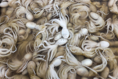 鱼市,泰国,苏梅岛,小的,章鱼,水平画幅,海鲷,超级市场,生食,膳食