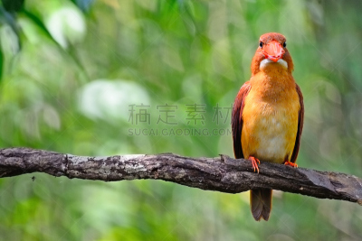 翠鸟,雄性动物,红树林,自然,美,野生动物,水平画幅,可爱的,鸟类,野外动物