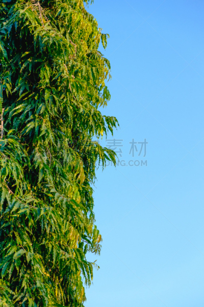 天空,绿色,自然美,叶子,背景,第二天,垂直画幅,高视角,无人,色彩鲜艳