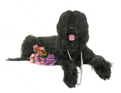 briard,影棚拍摄,牧羊犬,纯种犬,水平画幅,白色背景,背景分离,黑色,长发,宠物