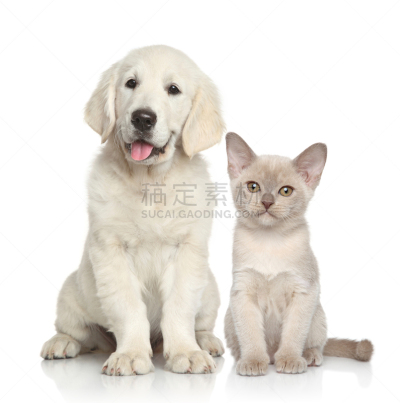猫,狗,金毛寻回犬,垂直画幅,褐色,纯种犬,寻回犬,小的,可爱的,肖像