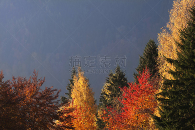 落叶松,秋天,欧洲落叶松,孚日省,留白,水平画幅,地形,林区,无人,户外