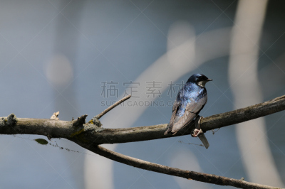 树燕,自然,水平画幅,无人,日光,闪亮的,北美歌雀,自然美,摄影