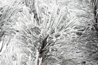 松树,霜,奥地利,美,水平画幅,雪,无人,树梢,早晨