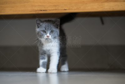 猫,灰色,室内,短毛猫,毛绒玩具,水平画幅,人的眼睛,哺乳纲,毛绒绒,看
