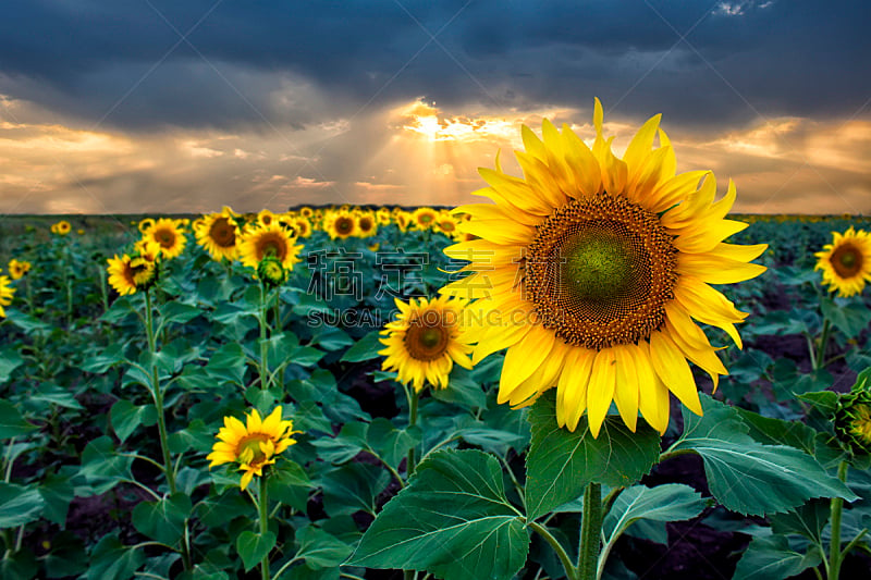 向日葵,田地,天空,水平画幅,无人,夏天,户外,农作物,阳光光束,植物学