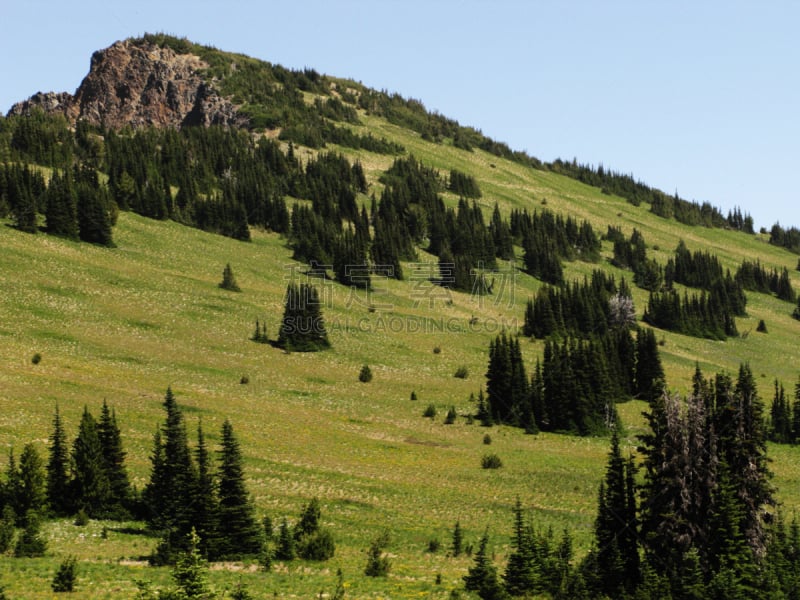 山谷,山,北,卡斯基德山脉,飓风山脊,奥林匹克山脉,高地,奥林匹克山,草,自由