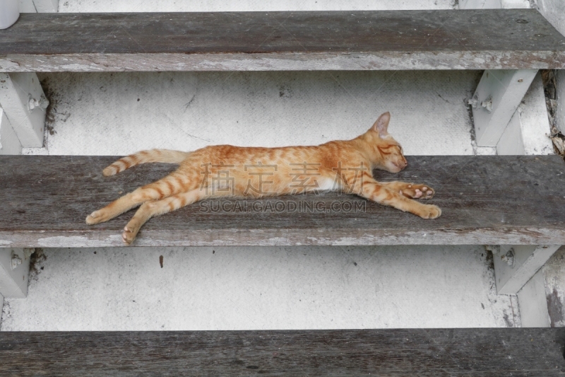 橙色,野生猫科动物,台阶楼梯,猫服装,餐桌转盘,静寂湾,达伶港,表现主义,好奇心,短发