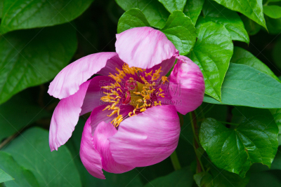 牡丹,艾尔托克尔自然保护区,兰花,美,水平画幅,无人,特写,植物,山,植物学