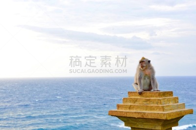 猴子,乌鲁瓦度,猴神哈奴曼,水平画幅,无人,灵长目,印度尼西亚,摄影