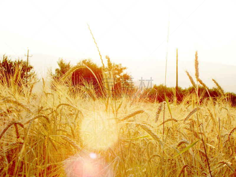 Yellow wheat field on the sunset