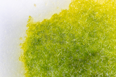 真菌,藻类,大群动物,个性,皮氏培养皿,显微镜,水,生物科技,水平画幅,孢子
