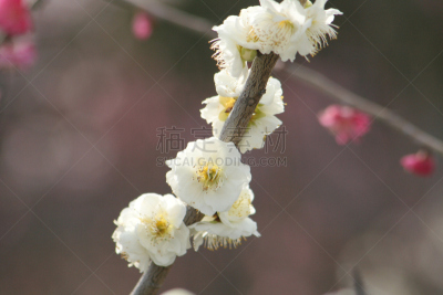 李子,身份,温带的花,美,水平画幅,樱花,无人,梅花,重瓣花,梅子