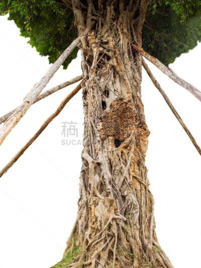 奇异的,书籍装帧,藤蔓植物,垂直画幅,美,气候,枝繁叶茂,无人,古老的,夏天