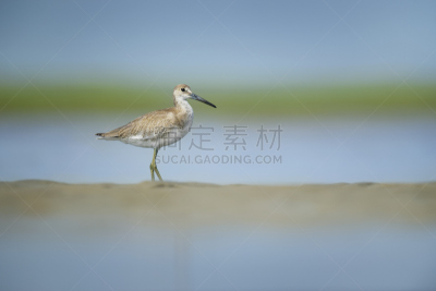 肖像,鹞类,低视角,水,天空,褐色,野生动物,美国,水平画幅,沙子