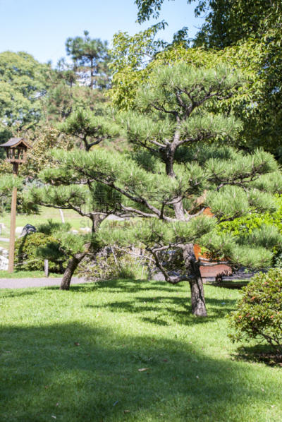 松树,日本松,盆景,垂直画幅,褐色,树木造型,无人,蓝色,日本,户外