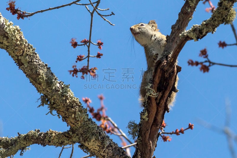 voyageurs national park,红松鼠,可爱的,野生动物,肖像,环境保护,明尼苏达,加拿大,哺乳纲,动物