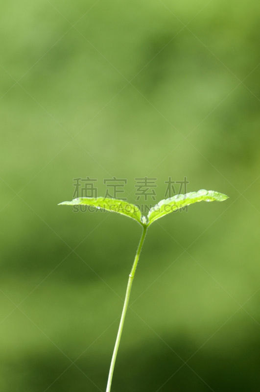 双叶区,自然,垂直画幅,花蕾,春天,植物,绿色,新生活,无人,摄影