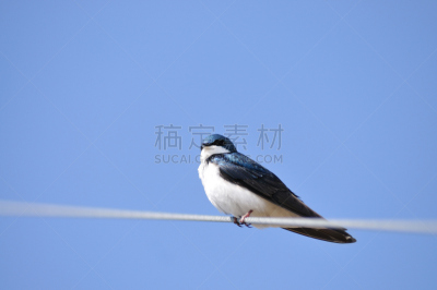 树燕,金属丝,低视角,天空,留白,水平画幅,无人,蓝色,鸟类,户外